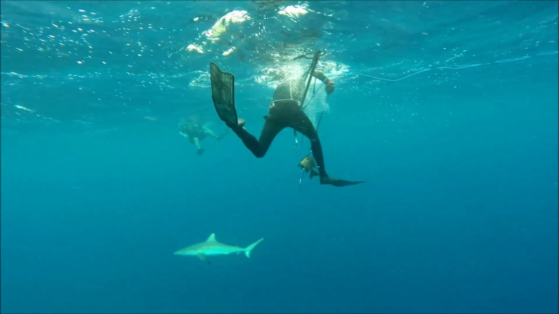 Shark Strategies