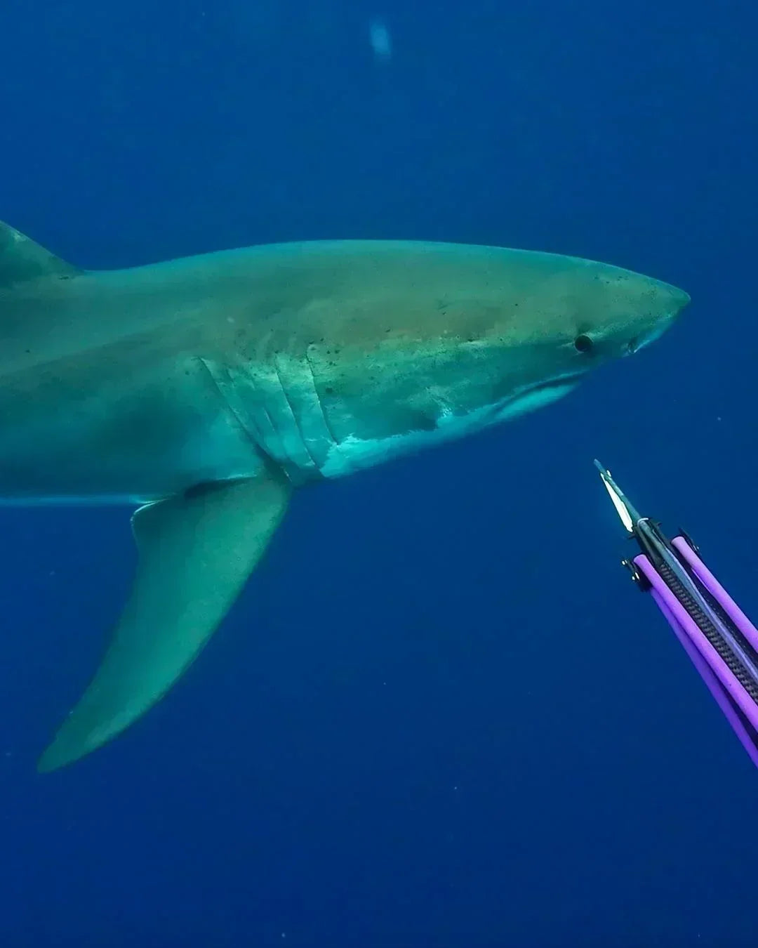Shark defense and the Freedom8 Shark shield