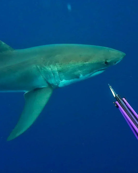 Shark defense and the Freedom8 Shark shield